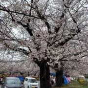 ヒメ日記 2025/04/02 15:01 投稿 つぐみ 成田人妻花壇