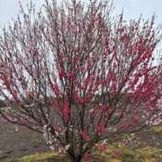 ヒメ日記 2025/04/03 07:59 投稿 つぐみ 成田人妻花壇