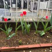 ヒメ日記 2025/04/11 13:39 投稿 つぐみ 成田人妻花壇