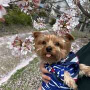 ヒメ日記 2025/04/12 23:26 投稿 つぐみ 成田人妻花壇