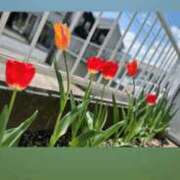 ヒメ日記 2025/04/15 07:37 投稿 つぐみ 成田人妻花壇