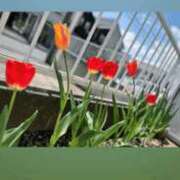 ヒメ日記 2025/04/29 17:25 投稿 つぐみ 成田人妻花壇