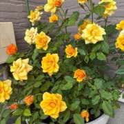 ヒメ日記 2025/05/05 23:36 投稿 つぐみ 成田人妻花壇