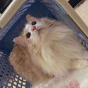 ヒメ日記 2025/05/14 23:35 投稿 つぐみ 成田人妻花壇