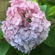 ヒメ日記 2025/06/15 07:09 投稿 つぐみ 成田人妻花壇