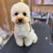 ヒメ日記 2025/06/20 16:30 投稿 つぐみ 成田人妻花壇