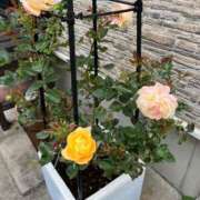 ヒメ日記 2025/07/24 19:35 投稿 つぐみ 成田人妻花壇