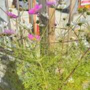 ヒメ日記 2024/12/15 15:57 投稿 ゆず 岐阜岐南各務原ちゃんこ