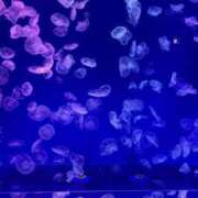 ヒメ日記 2024/12/20 17:17 投稿 ゆず 岐阜岐南各務原ちゃんこ