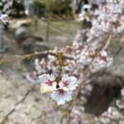 ヒメ日記 2025/04/08 10:42 投稿 亀井まゆこ 五十路マダム　広島店