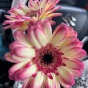 ヒメ日記 2025/05/04 19:32 投稿 亀井まゆこ 五十路マダム　広島店