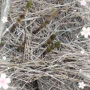 ヒメ日記 2025/03/12 01:30 投稿 桜井 遊び妻 木更津店