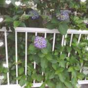 ヒメ日記 2025/05/22 23:39 投稿 桜井 遊び妻 木更津店