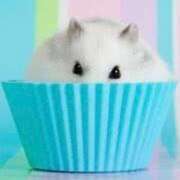 ヒメ日記 2025/01/25 09:42 投稿 花柳まろん しこたま奥様 横浜店