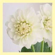 ヒメ日記 2025/03/13 11:42 投稿 花柳まろん しこたま奥様 横浜店