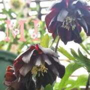 ヒメ日記 2025/03/14 17:53 投稿 大西 みさき CASA BIANCA（カーサ・ビアンカ）