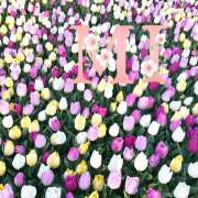 ヒメ日記 2025/04/10 18:10 投稿 大西 みさき CASA BIANCA（カーサ・ビアンカ）