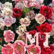 ヒメ日記 2025/04/27 16:59 投稿 大西 みさき CASA BIANCA（カーサ・ビアンカ）