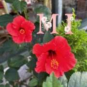 ヒメ日記 2025/05/15 11:30 投稿 大西 みさき CASA BIANCA（カーサ・ビアンカ）