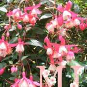 ヒメ日記 2025/08/13 00:17 投稿 大西 みさき CASA BIANCA（カーサ・ビアンカ）