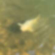 ヒメ日記 2026/04/19 14:50 投稿 あむ 神田ハンドメイド