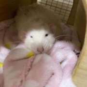 ヒメ日記 2025/07/18 14:54 投稿 ゆう 大和人妻城