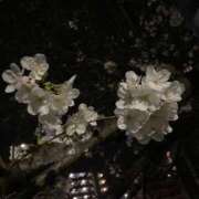 ヒメ日記 2025/04/08 18:09 投稿 さえ One More奥様　横浜関内店