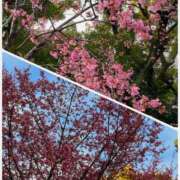 ヒメ日記 2026/02/26 20:26 投稿 平野まなみ HANABI(福富町)