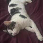 ヒメ日記 2025/03/20 07:01 投稿 新田 サロン・ド・ティアラ 浜松店