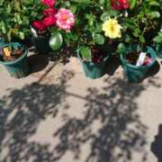 ヒメ日記 2025/08/05 10:18 投稿 ゆうき モアグループ宇都宮人妻花壇