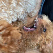 ゆうね いぬカフェ行ってきた クラブハート