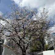 ヒメ日記 2025/03/28 15:50 投稿 ひより 奥鉄オクテツ神奈川店（デリヘル市場グループ）