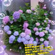 ヒメ日記 2025/05/18 12:16 投稿 星野あいな 五十路マダム　広島店