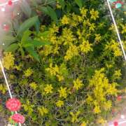 ヒメ日記 2026/05/10 07:20 投稿 星野あいな 五十路マダム　広島店