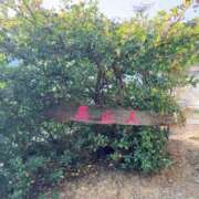 ヒメ日記 2025/01/24 20:36 投稿 じゅな【VIC】 ROYAL STAR