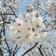 ヒメ日記 2025/04/04 16:24 投稿 じゅな【VIC】 ROYAL STAR