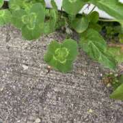 むぎ 出勤しました🎀 ルージュ(会津若松)