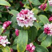 ヒメ日記 2025/03/05 12:19 投稿 みふゆ Noble