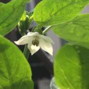 ヒメ日記 2025/04/09 22:15 投稿 みふゆ Noble