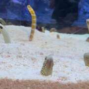 ヒメ日記 2025/11/11 13:15 投稿 みふゆ Noble