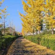 ヒメ日記 2025/11/26 09:54 投稿 水嶋さとみ おもてなし妻