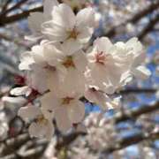 ヒメ日記 2025/04/04 14:39 投稿 ゆらり ピンクコレクション大阪