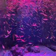 せりか [お題]from:かんぱにさん 秋葉原ハンドメイド