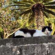 ヒメ日記 2025/08/02 11:24 投稿 あげは 沖縄ちゃんこ那覇店