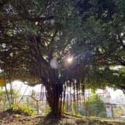 ヒメ日記 2026/04/30 09:24 投稿 あげは 沖縄ちゃんこ那覇店