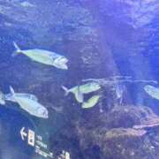 ヒメ日記 2026/07/13 18:14 投稿 あげは 沖縄ちゃんこ那覇店