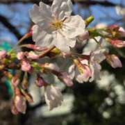 ヒメ日記 2025/03/29 07:04 投稿 藤沢★ Club夢