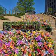 ヒメ日記 2025/04/12 07:08 投稿 藤沢★ Club夢