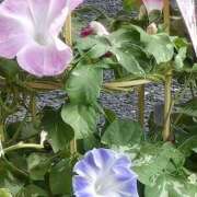 ヒメ日記 2025/07/08 14:07 投稿 藤沢★ Club夢