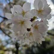 ヒメ日記 2026/03/28 08:16 投稿 藤沢★ Club夢